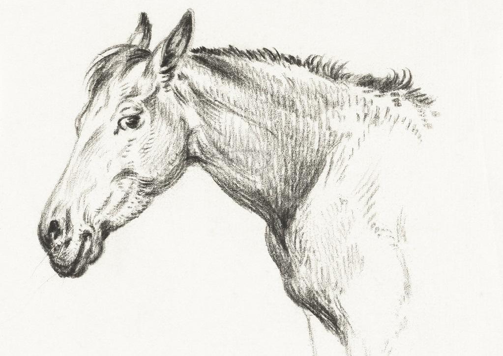 Head of a horse (1825) by Jean Bernard (1775-1883)