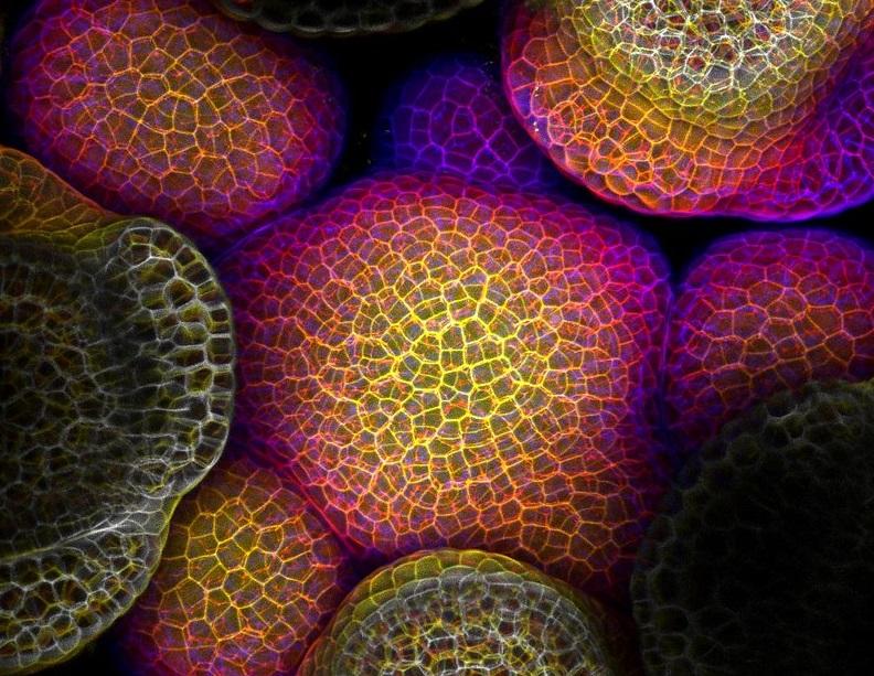Earning good marks on your higher biology isn't just about studying like mad