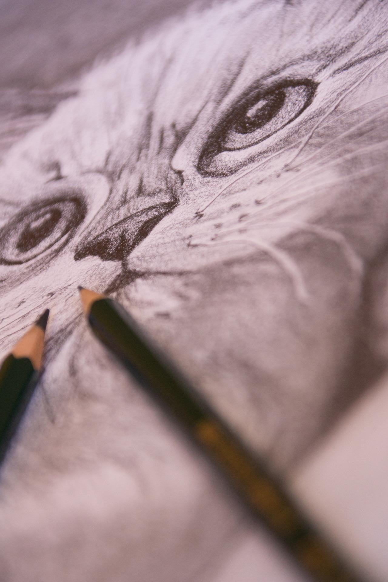 Which are the best ways to draw cats?