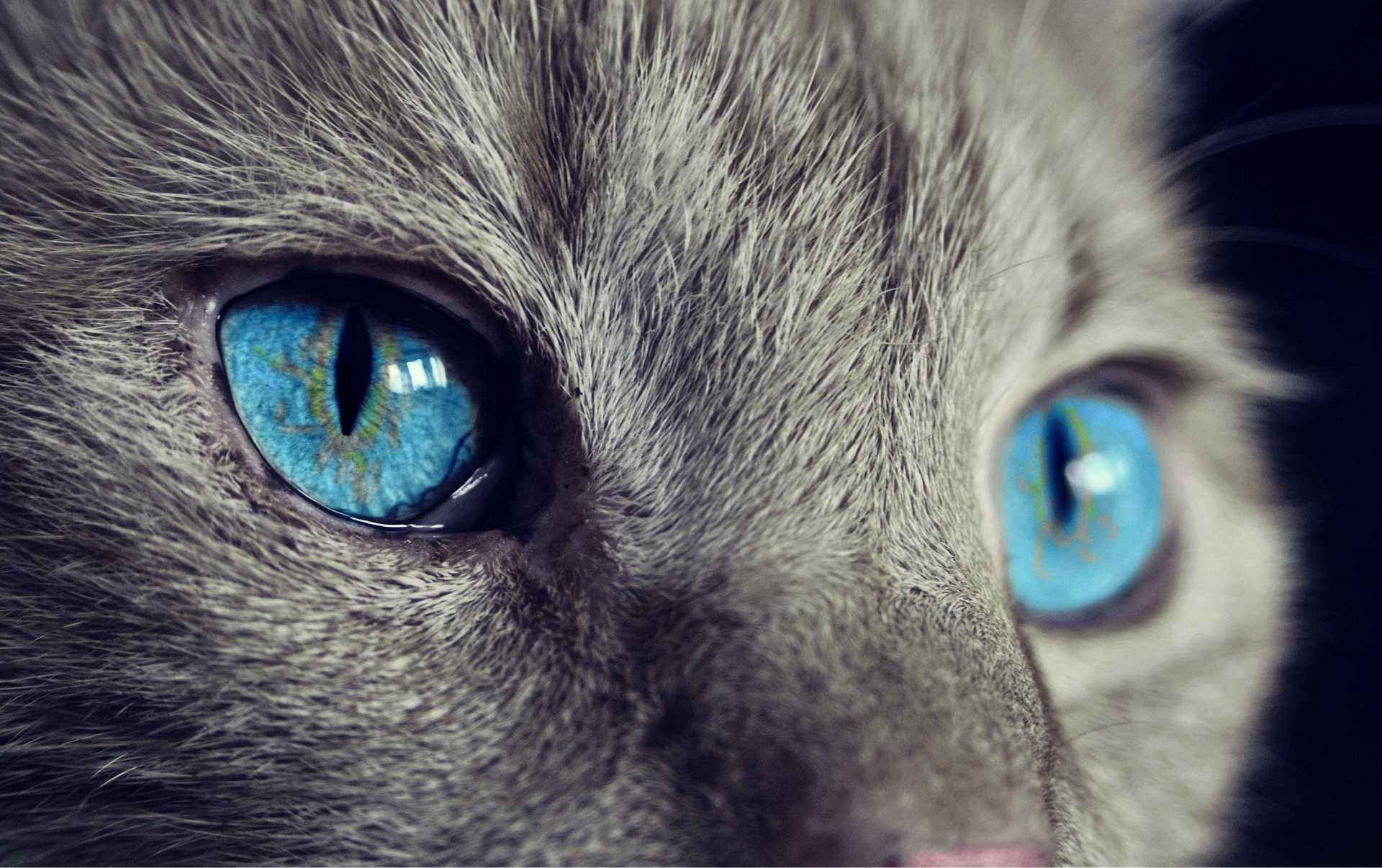 How can you draw realistic cats?