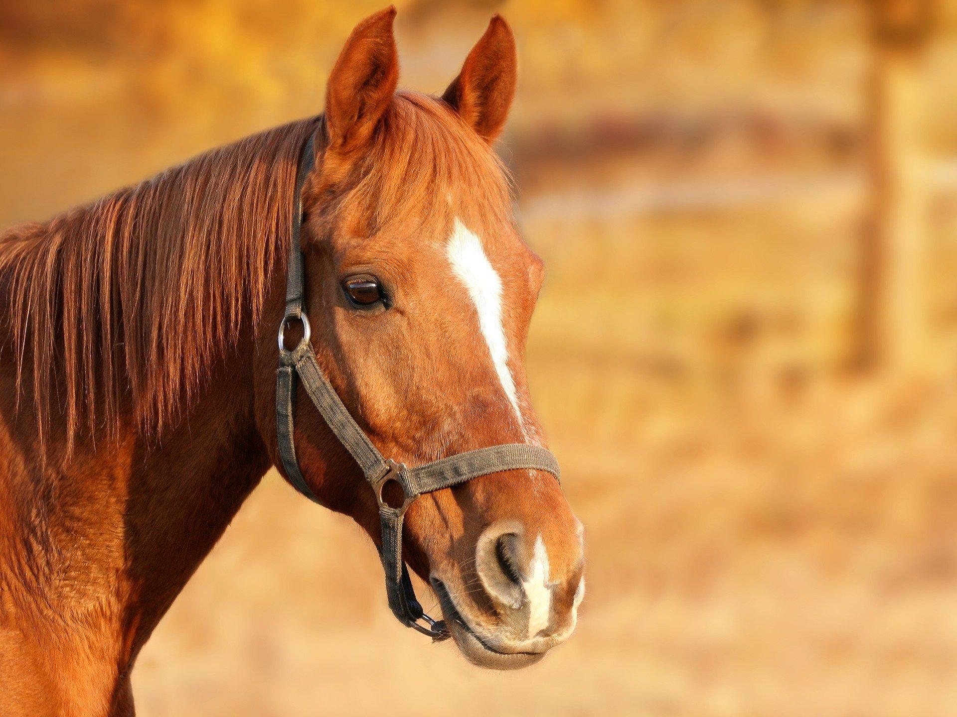 How can you draw a horse's body?