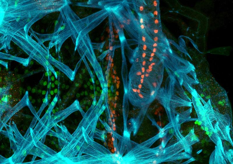 Learn how to capture microscopic images of insect embryos as a microbiologist