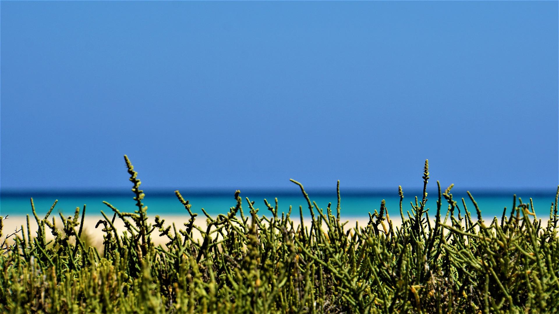 Why should you visit the Canary Islands?