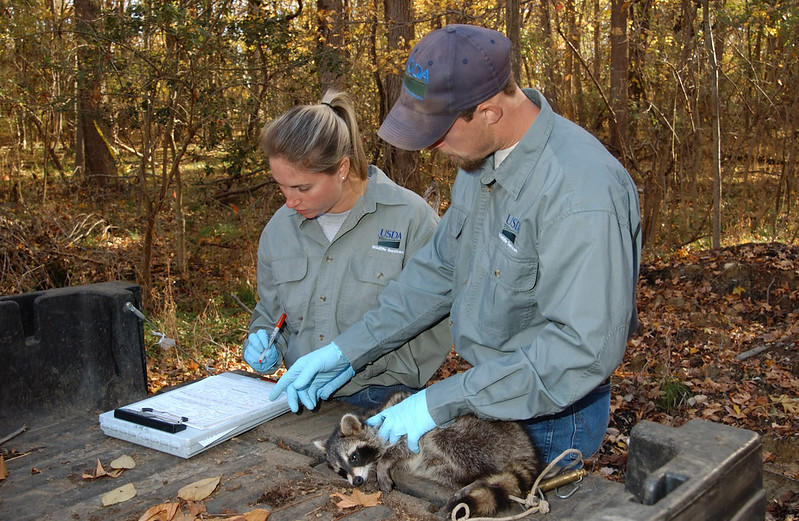 You could work with animals in the wild or in a clinic