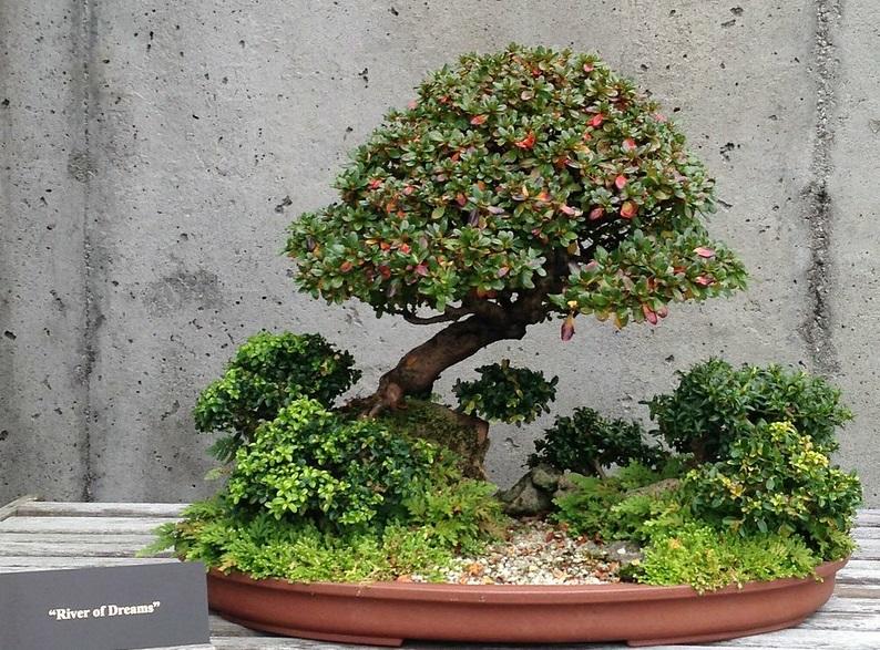 Bonsais are deliberately cultivated to be dwarfs
