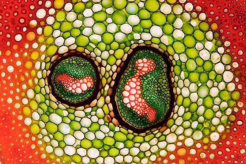 Ferns have a transport system like every other plant.