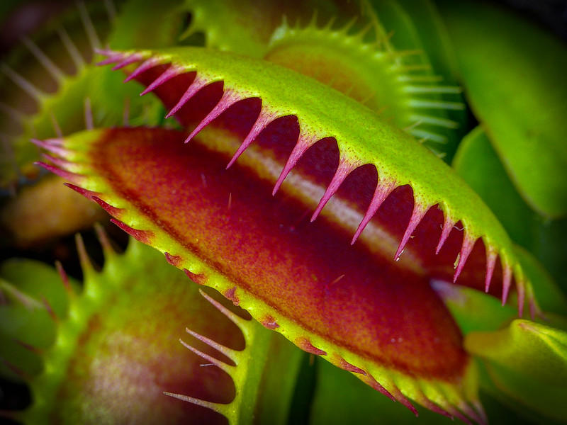 When a carnivorous plant eats, hormones direct their prey's breakdown and digestion processes. 