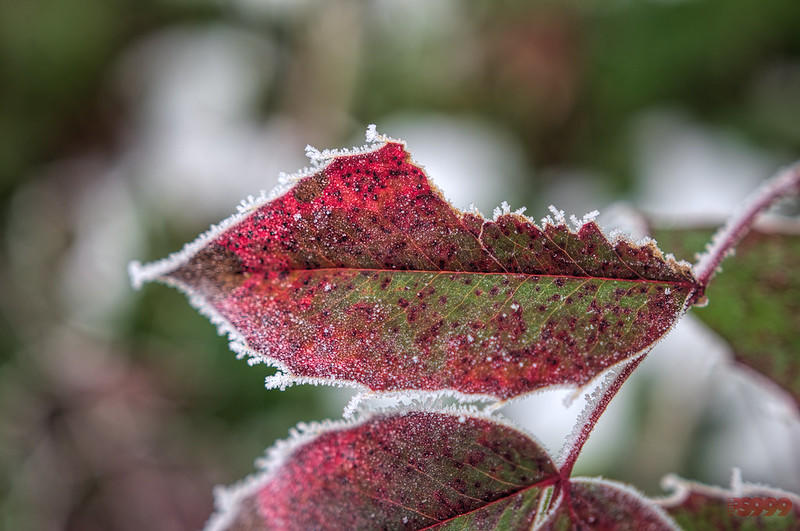 Leaves provide food for the plant they grow on and for animals in the ecosystem