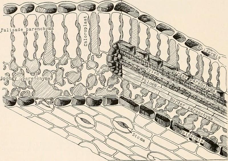 The mesophyll's components are diagrammed and labelled