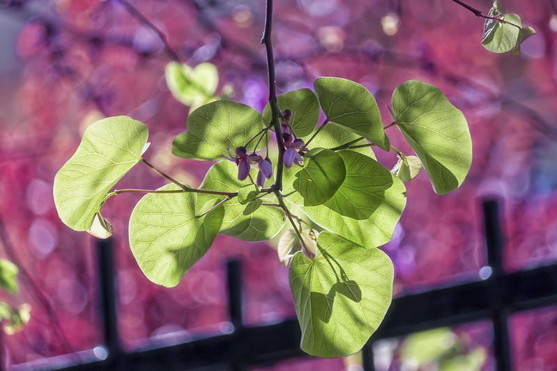 Leaves are responsible for producing food for the plant