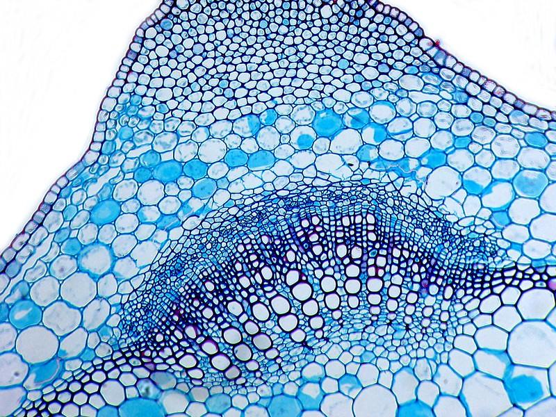 This cross section of a deadnettle stem shows its vascular bundles
