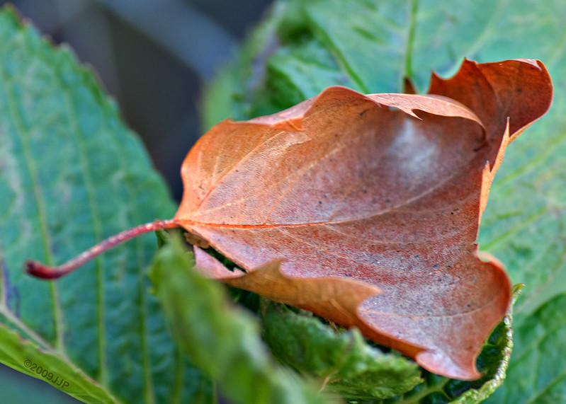 People often mistakenly call a leaf's petiole its stem