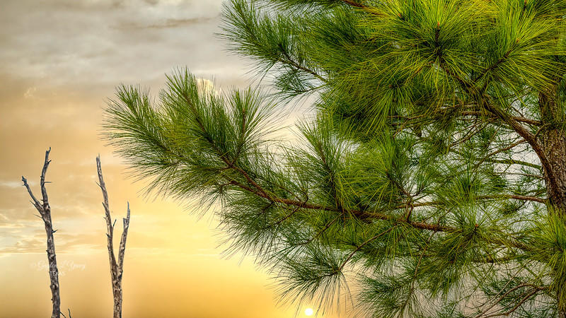 Pine needles are designed to withstand colder temps