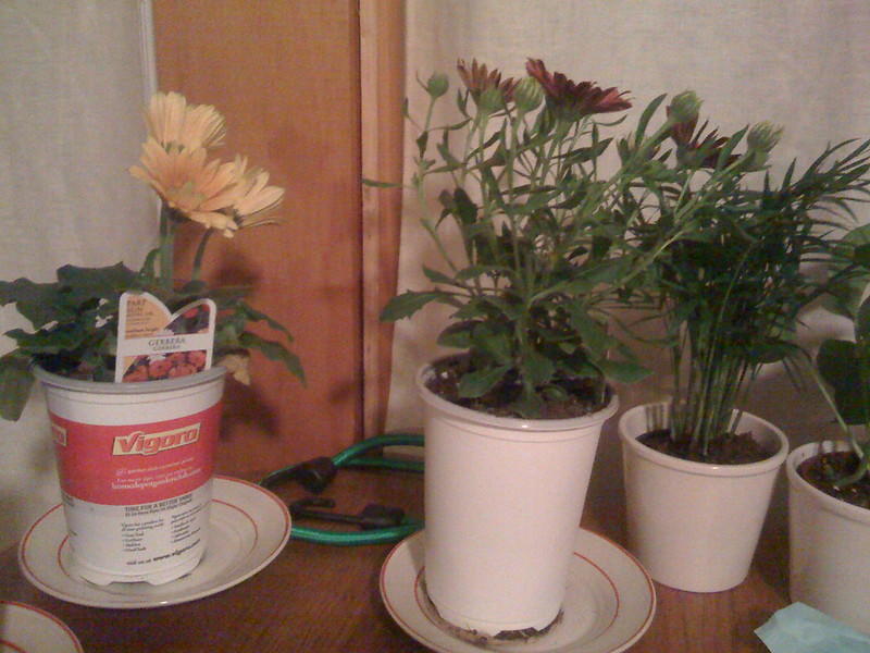 Everything about plants is regulated by its hormones