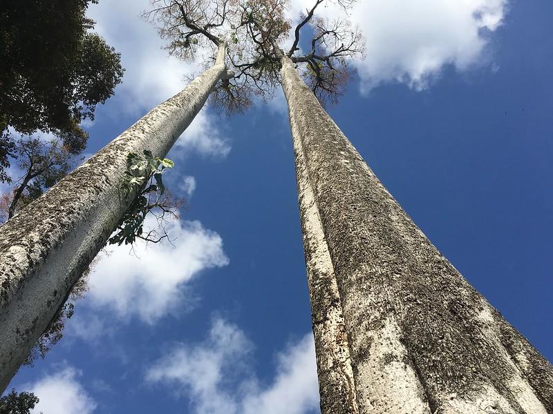 Tall trees are fed the same way as ground cover plants are.
