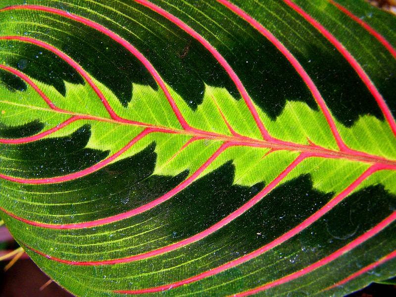 The midleaf is so vivid because it has the most chlorophyll