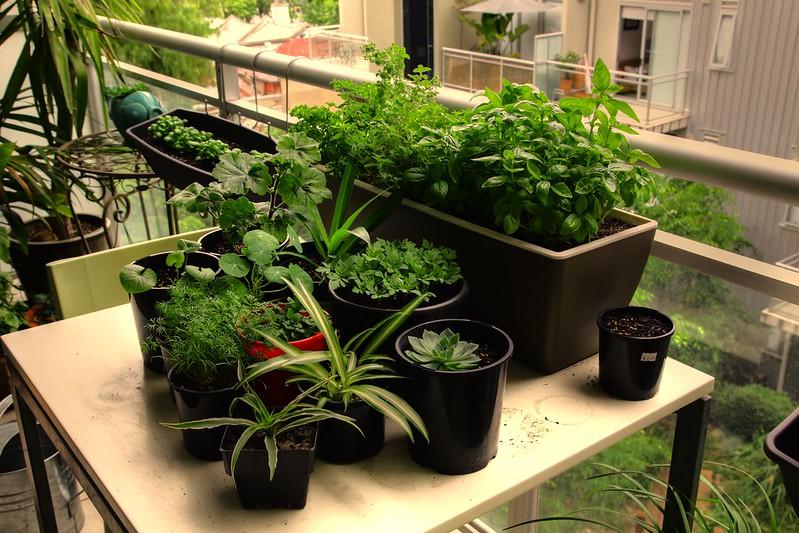 Photosynthesis plants herbs medicine sun