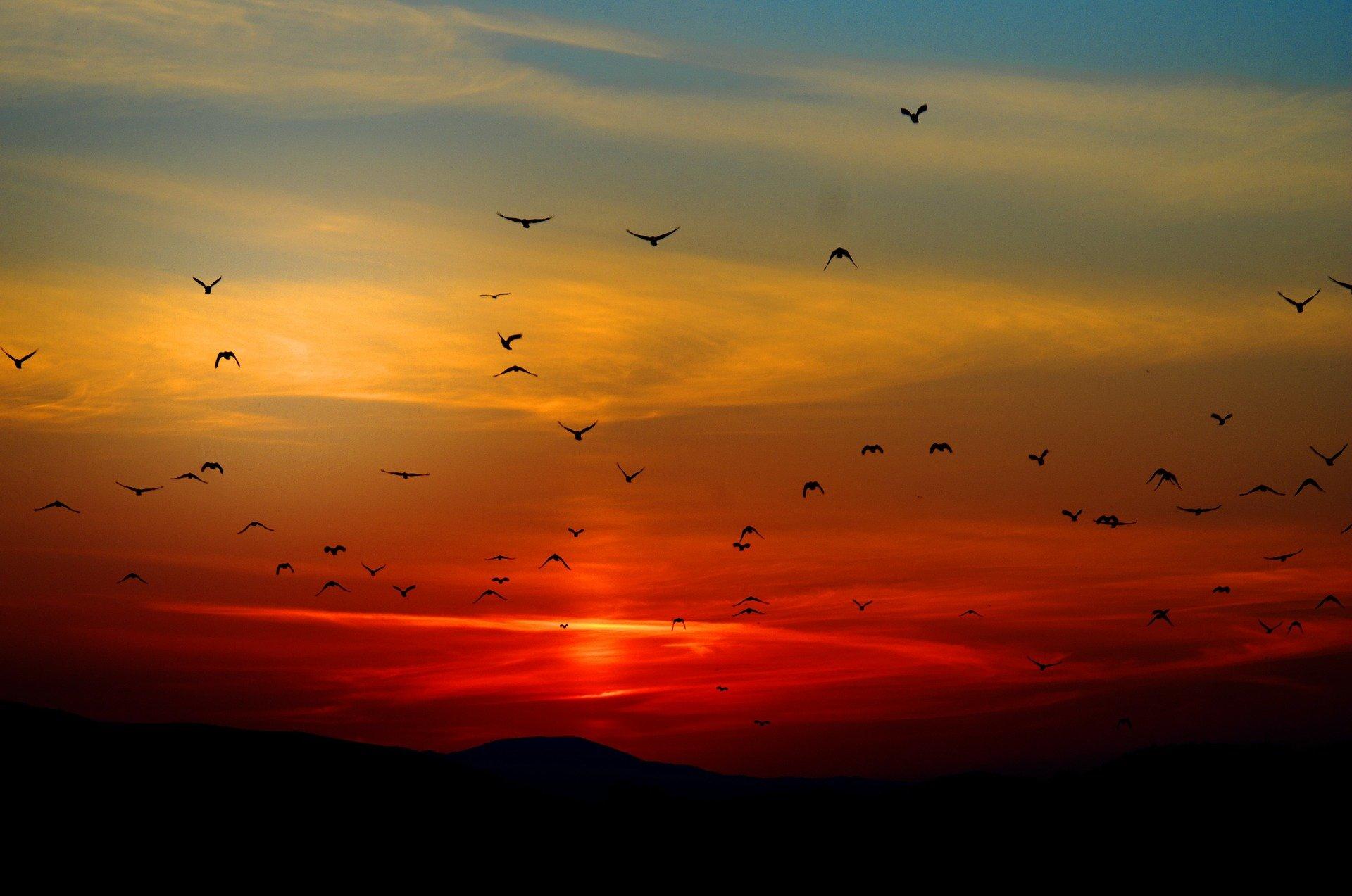 What does an Asian Koel sound like?