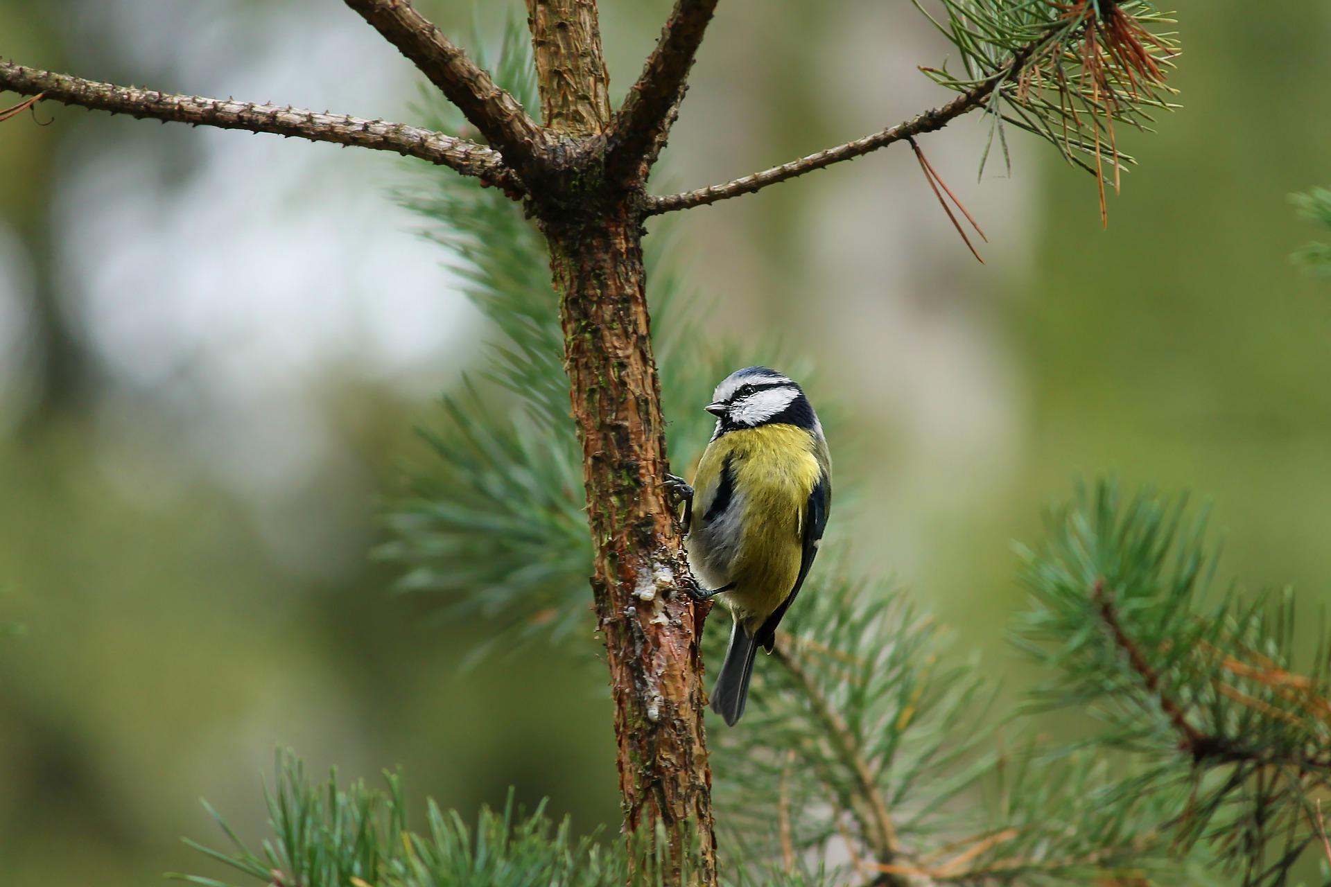 How can you learn to imitate birdsong?