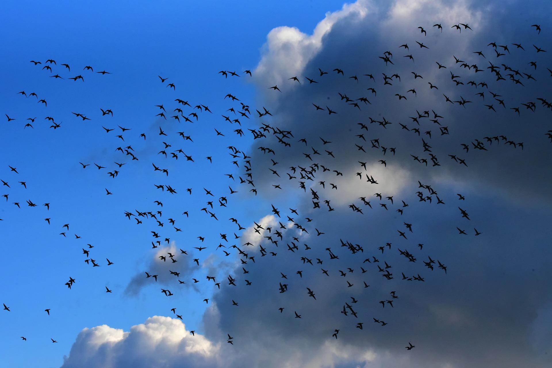 How do birds learn to sing?