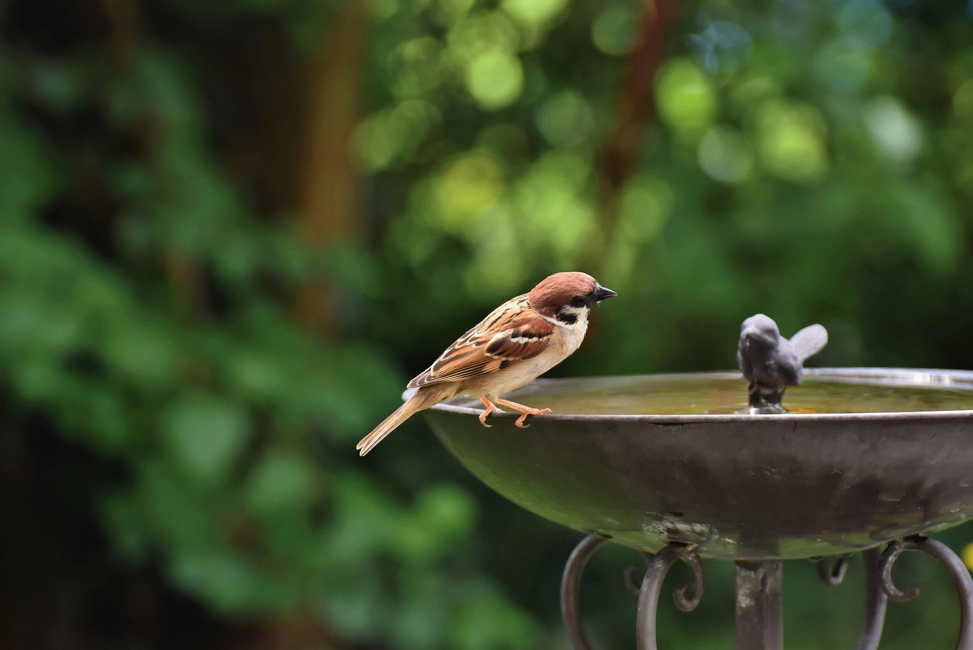 How can you imitate birdsong?