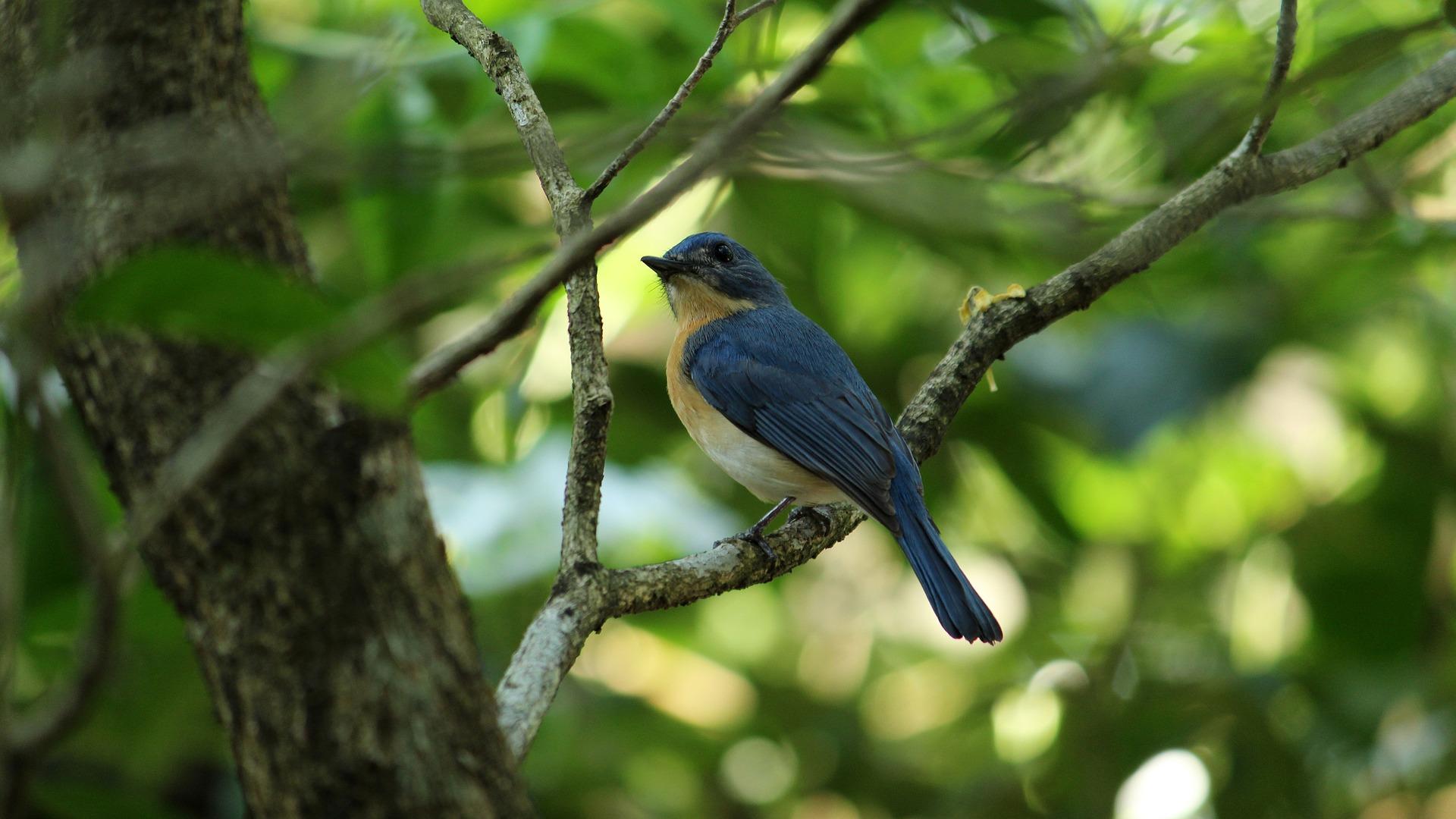 How can you identify birdsong?