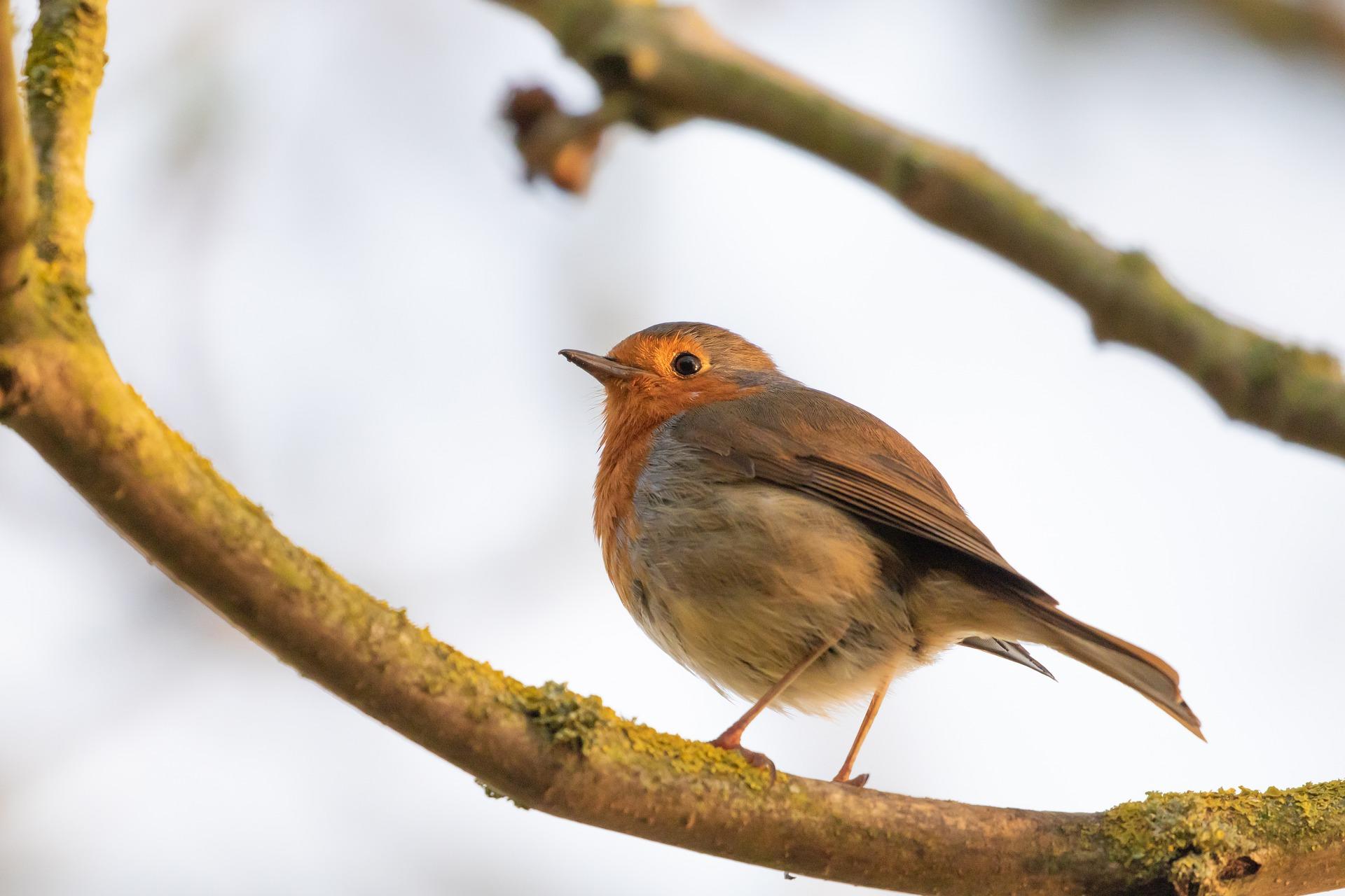 Which birdsong is the most beautiful?