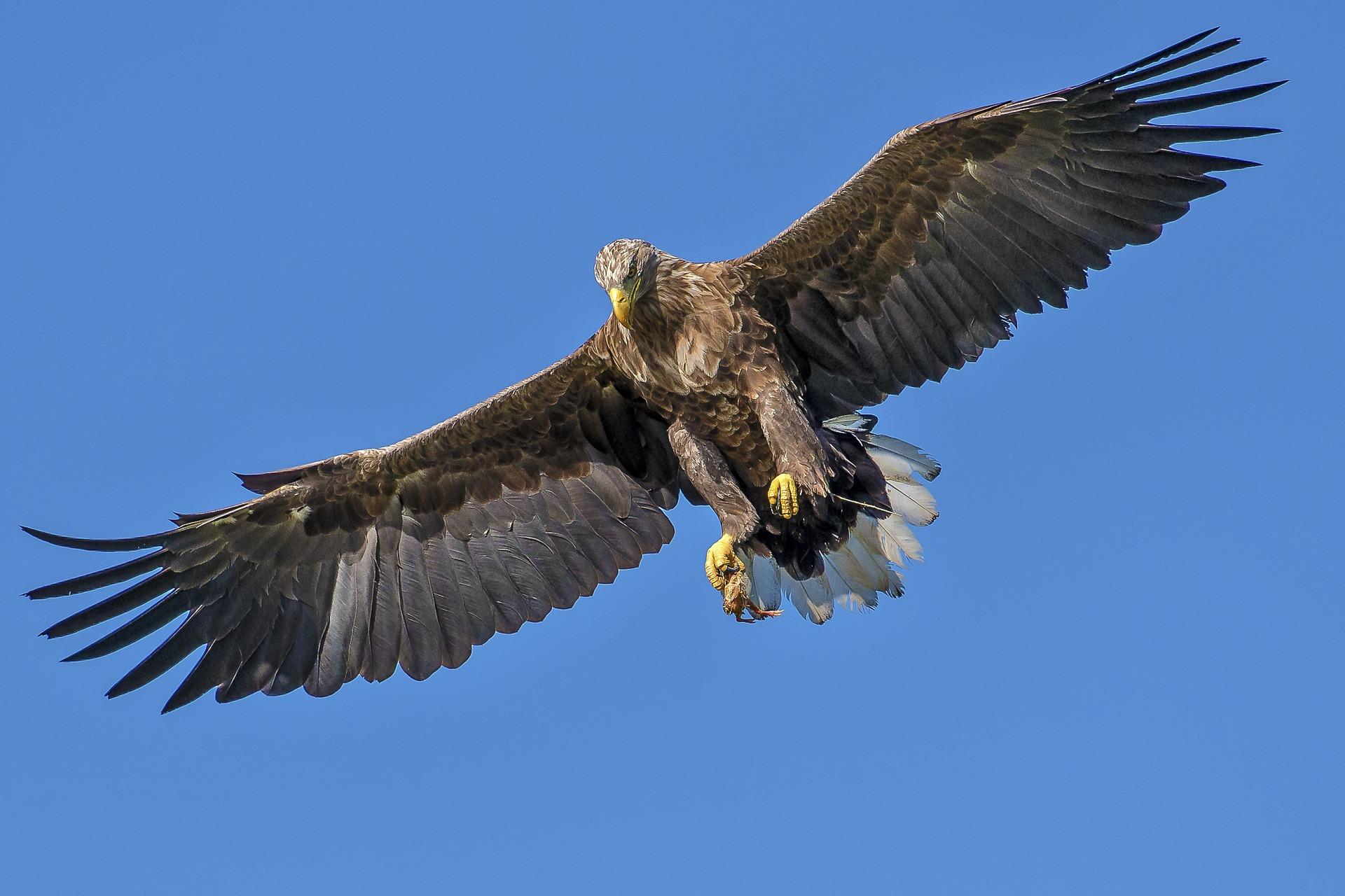 Can you use apps to recognise birdsong?