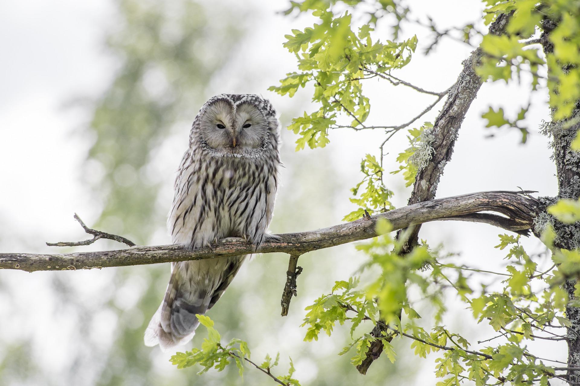 How can you learn to recognise birds by their song?