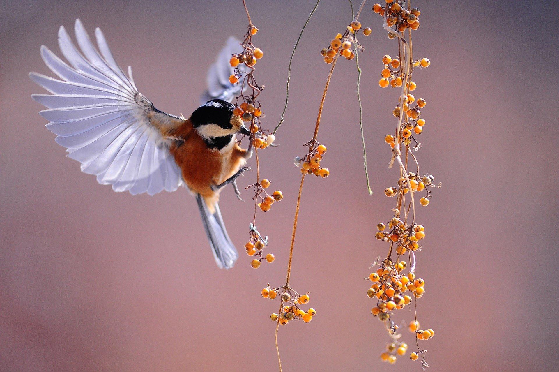 Can you learn to recognise birdsong with websites?