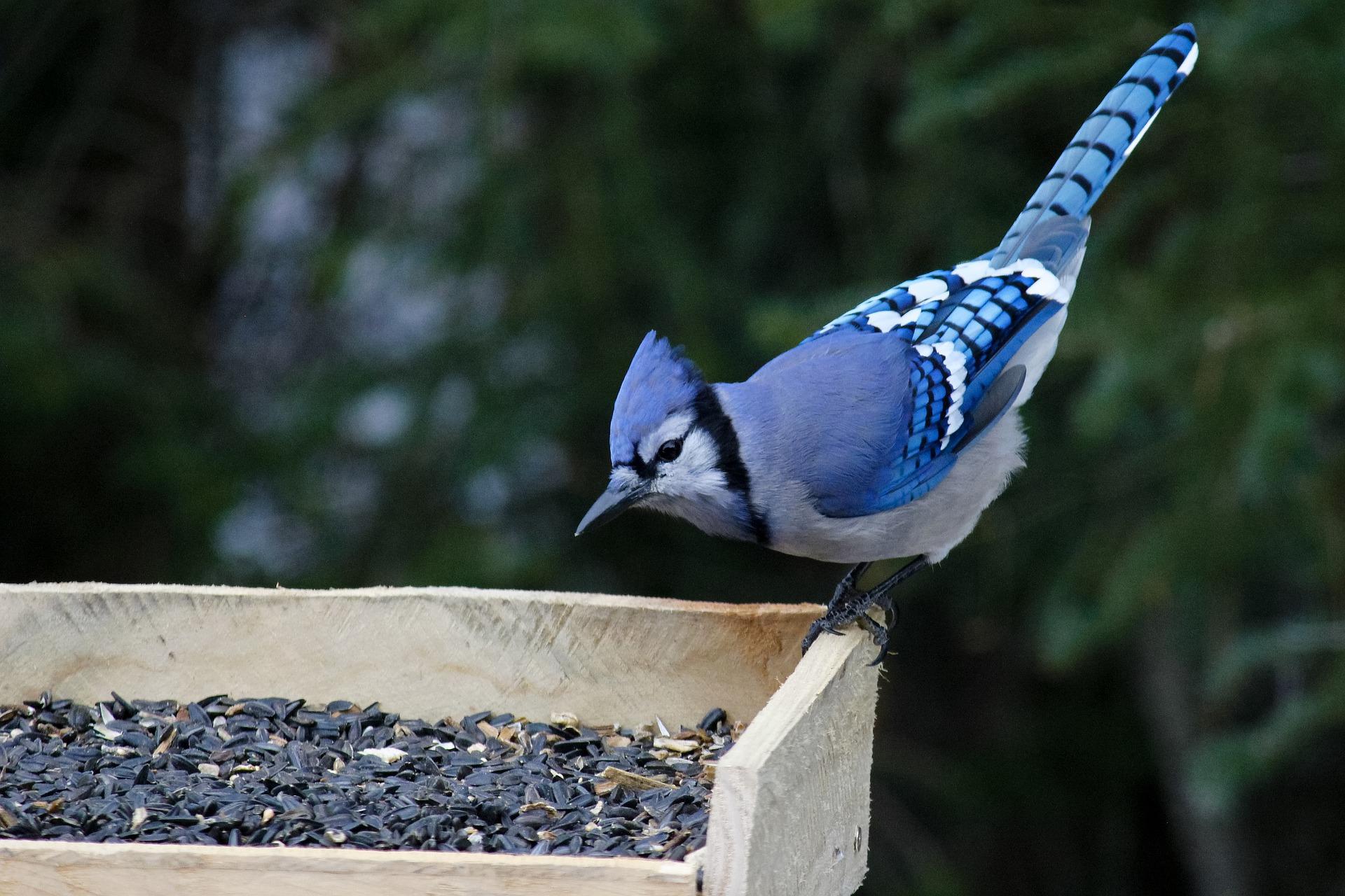 Can you learn birdsong with YouTube?