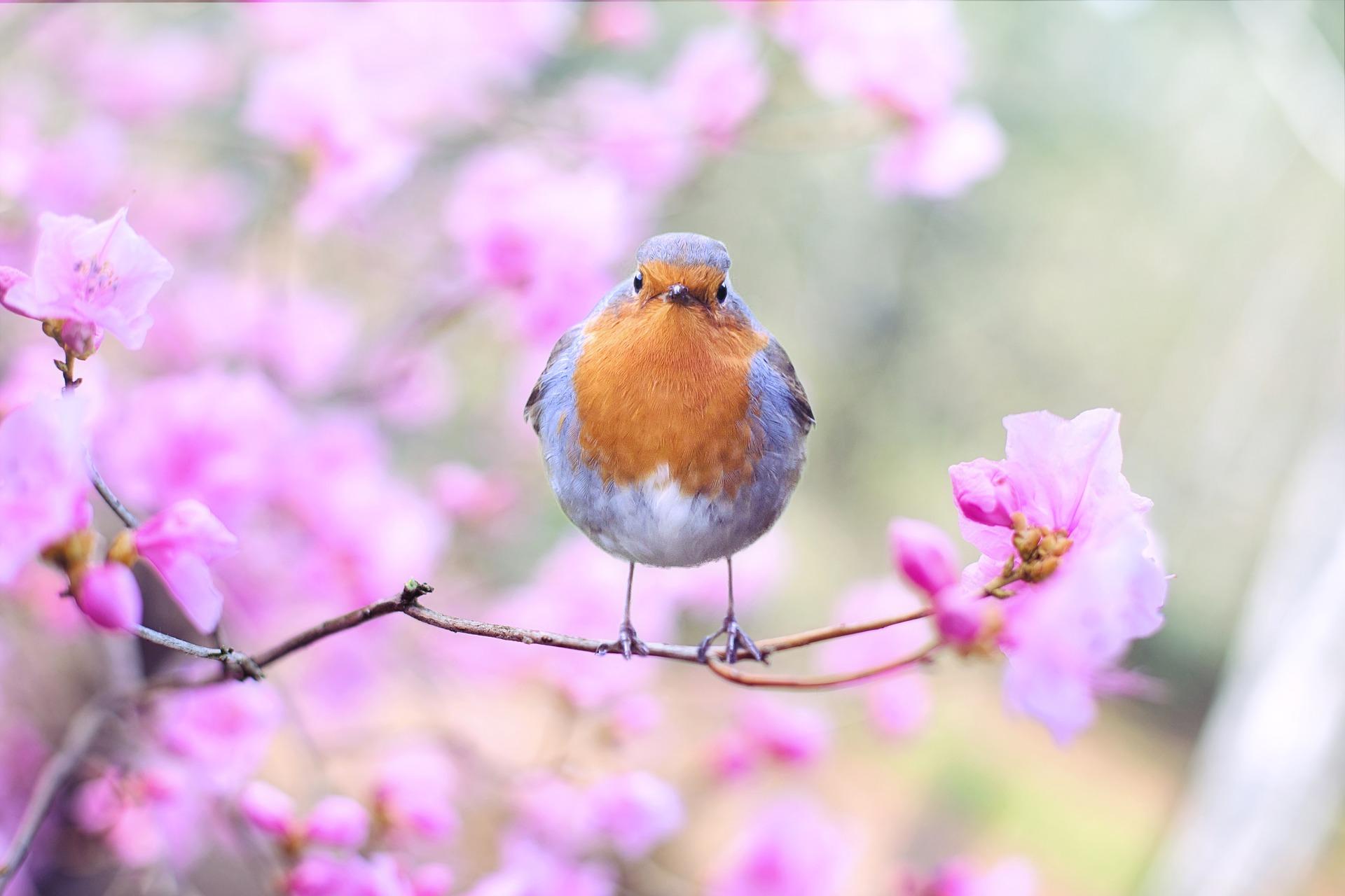 What is a robin's song like?