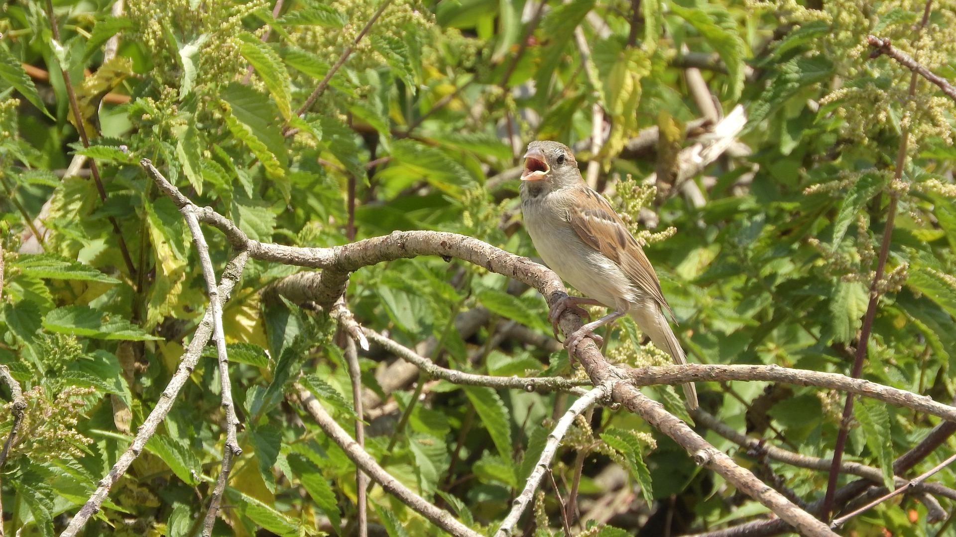 Why do birds chirp?