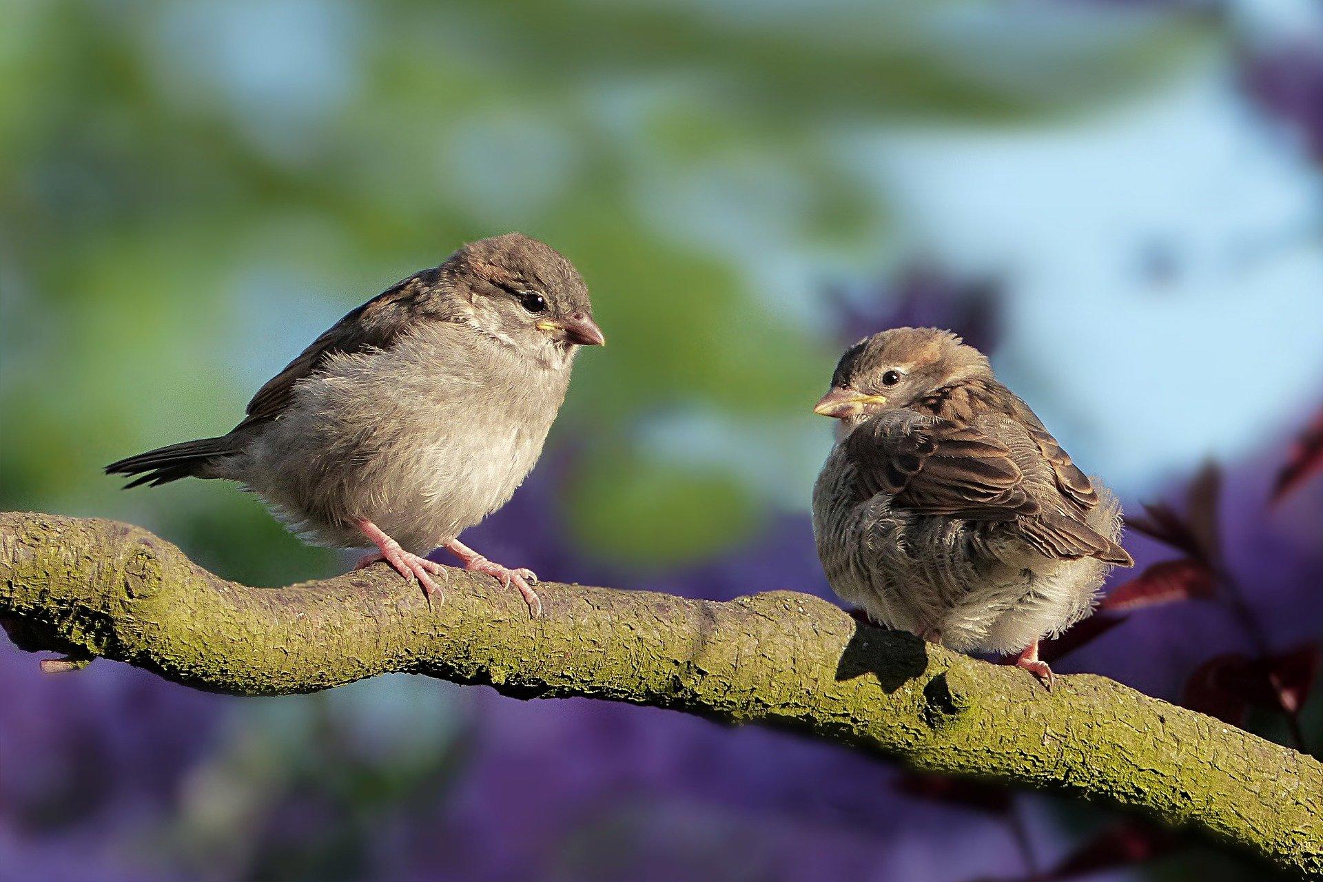 Why do birds sing?