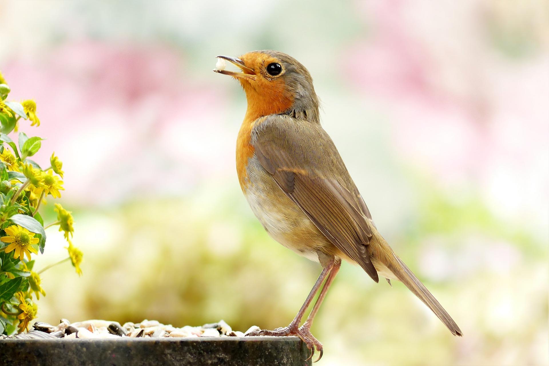 Why do birds sing in the morning?