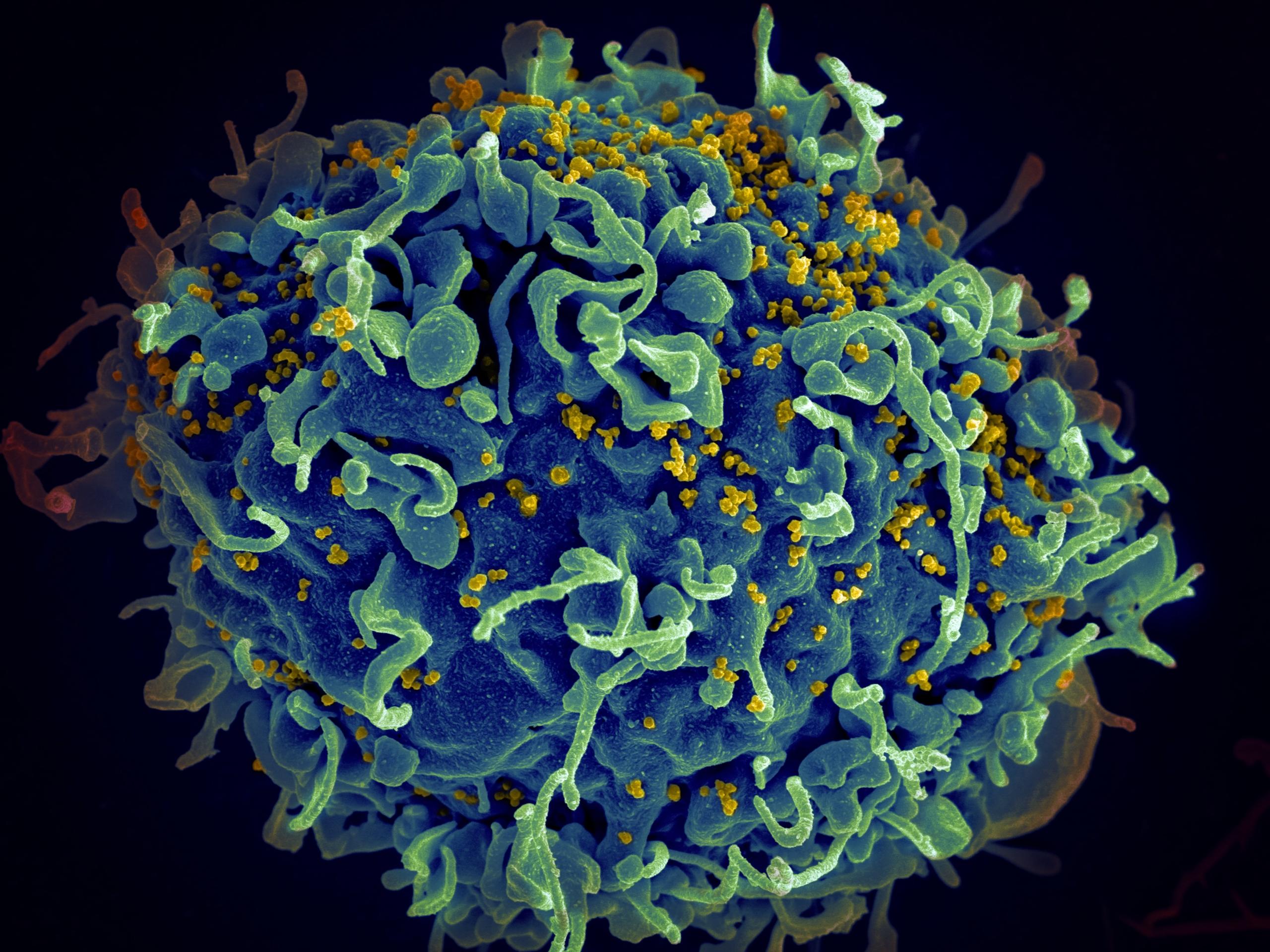 the work of biology