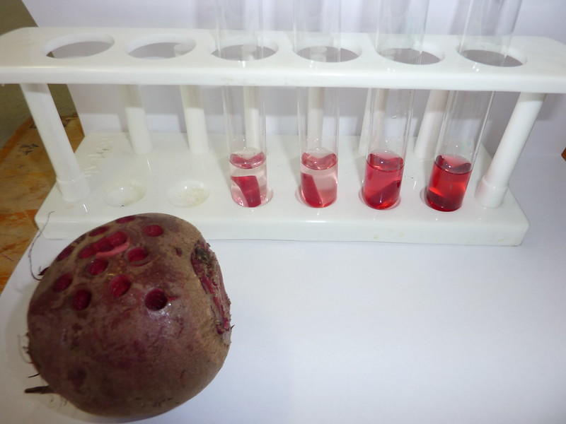 This popular experiment is a good way for students to understand osmosis