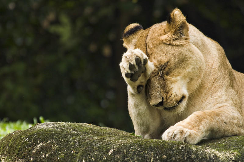 Animals have a more complex transport system