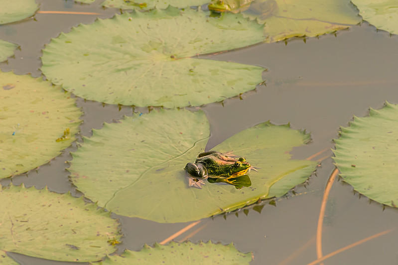 Frogs have two different breathing systems for land and water