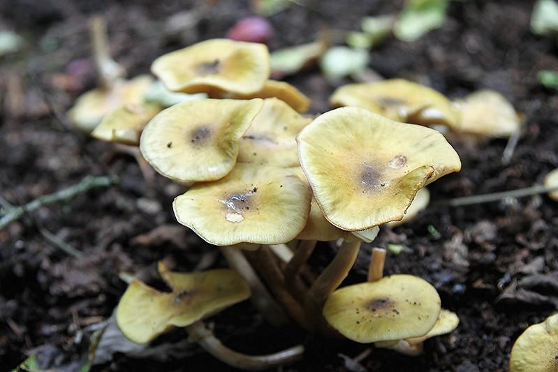 Fungi are saprophytes; they feed off of decayed or dead matter. 