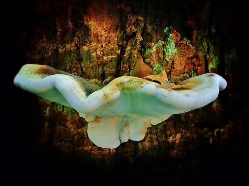 Fungi conserve energy by engaging in anaerobic respiration