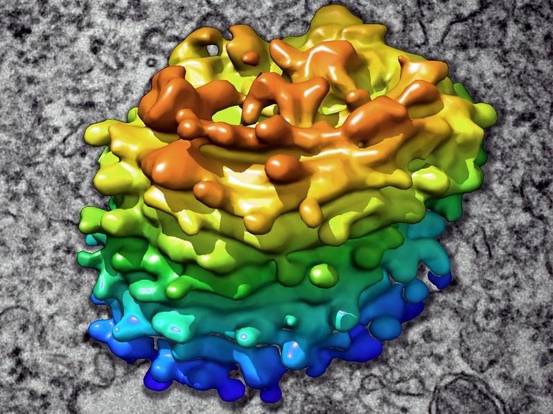 Golgi apparatus through an electron microscope