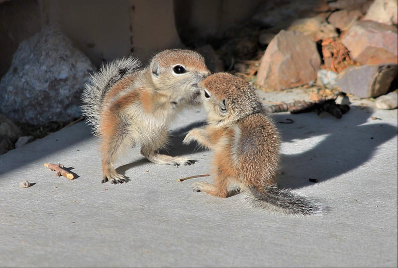 It would be difficult to write about every type of kiss