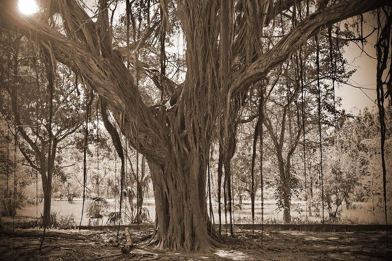 Xylem are like very long drinking straws