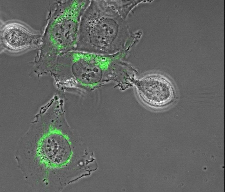 Cytoplasm helps the mitosis process