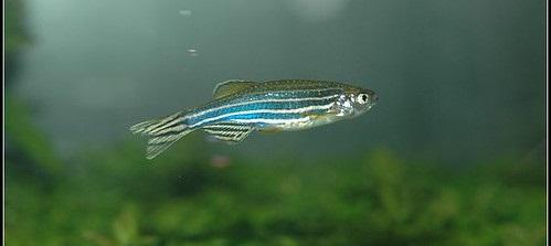 Diffusion takes place in every organism