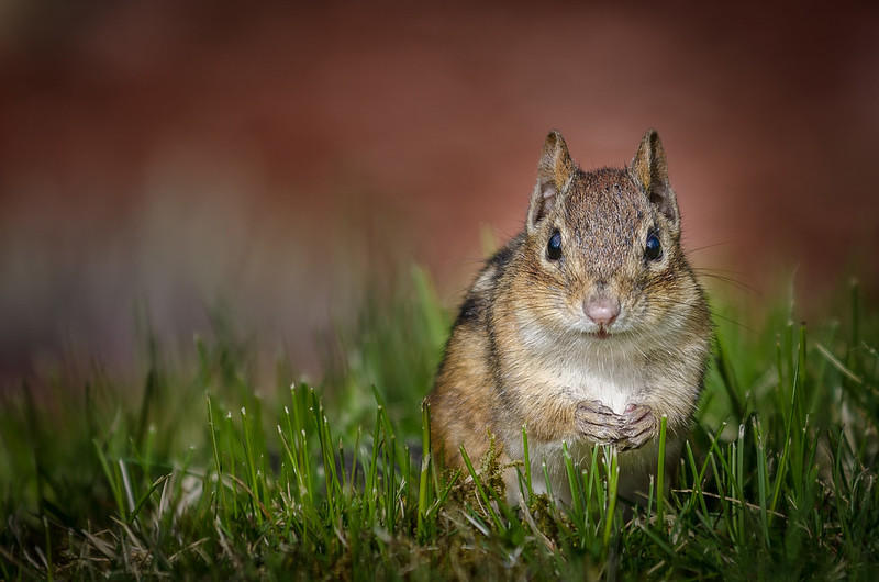 Animals and plants have sometimes similar transport