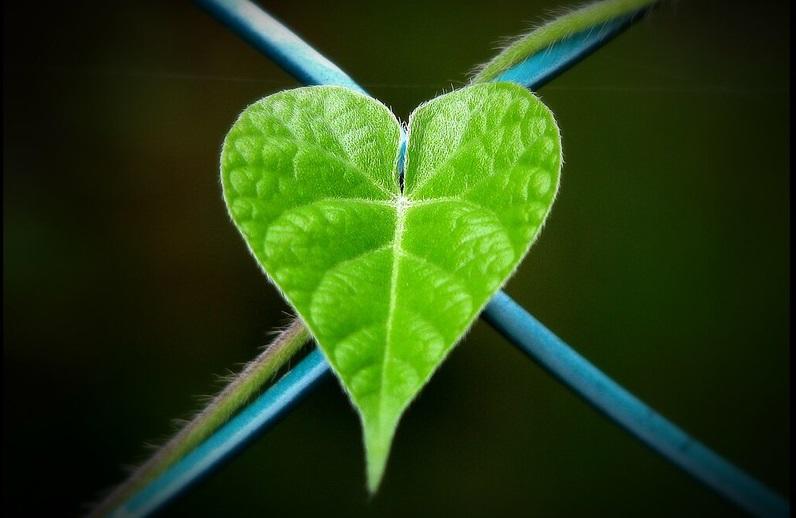 Maximum photosynthesis is possible because of leaves' shiny topside