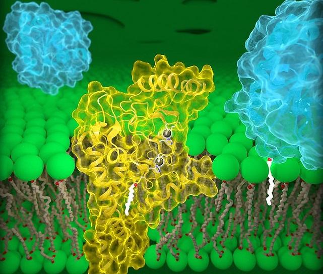 You can easily see enzymes' spiral shape in this image