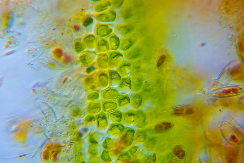 Plant cells have a rather uniform structure